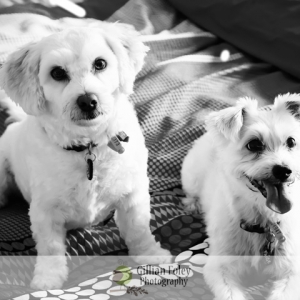 pets_2