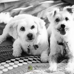 pets_3