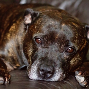 pets_6