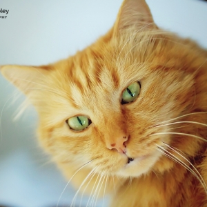 pets_7