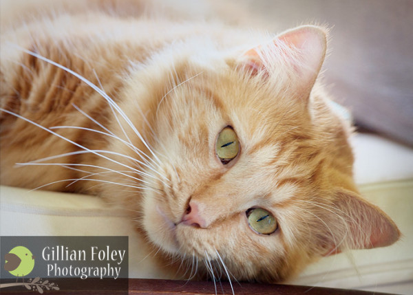 Gillian Foley Photography - The smallest feline is a masterpiece