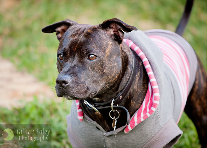 We should have named her Shadow | Gillian Foley Photography