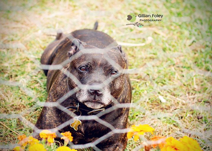 Chookspam | Gillian Foley Photography