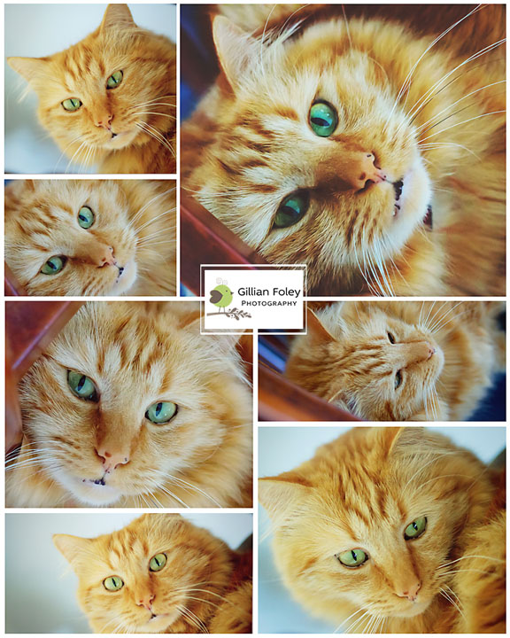 Another cat post | Gillian Foley Photography